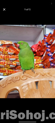 ইন্ডিয়ান রিংনেক টিয়া